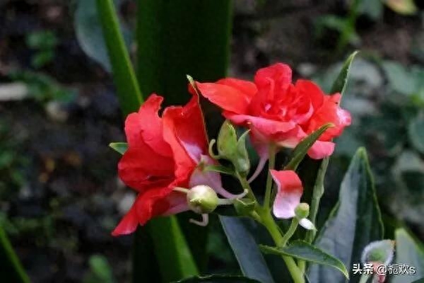 可以用来染指甲的凤仙花非洲凤仙花