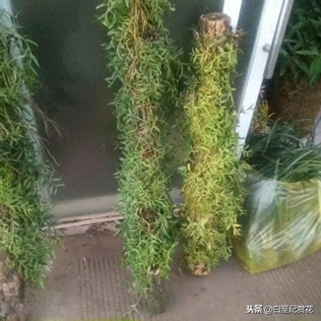 不要以为好石斛都是在别人家，其实你家的也很美石斛兰的赏析