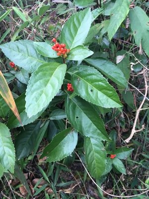 金线莲的鉴赏与养护管理金线莲的特性与林下套种金线莲技术