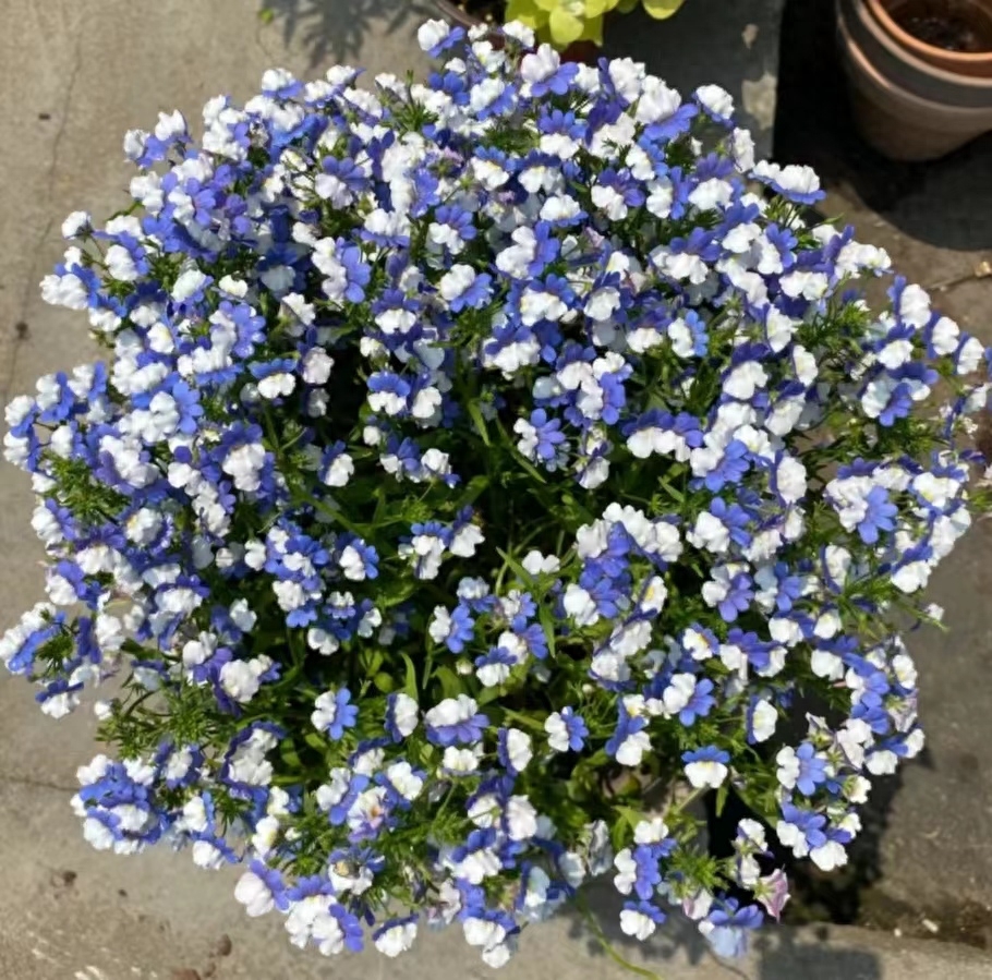 龙面花，可以养在阳台的“花蝴蝶”清新爆盆就选龙面花