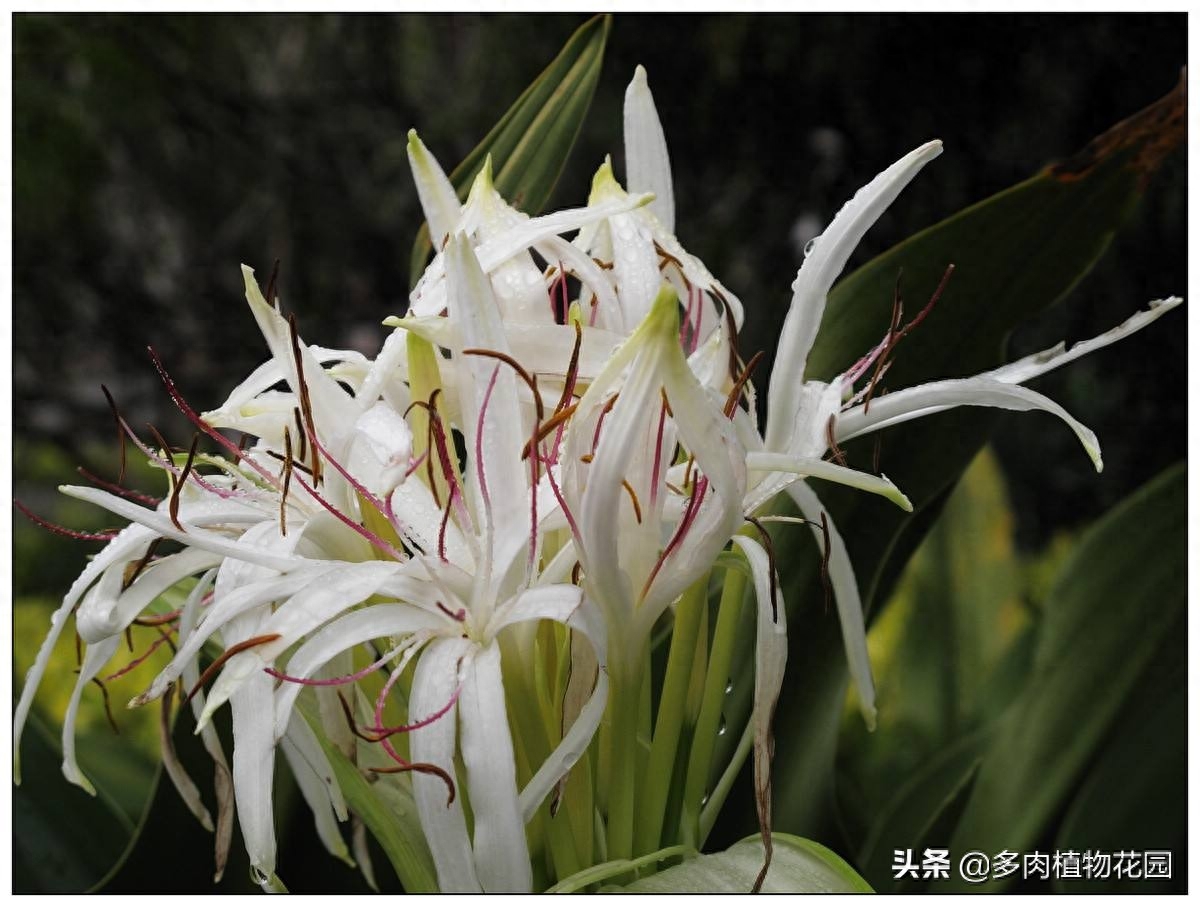 是“五树六花”之一常被用作景观植物的红花石蒜，想让它开花，需满足几个条件