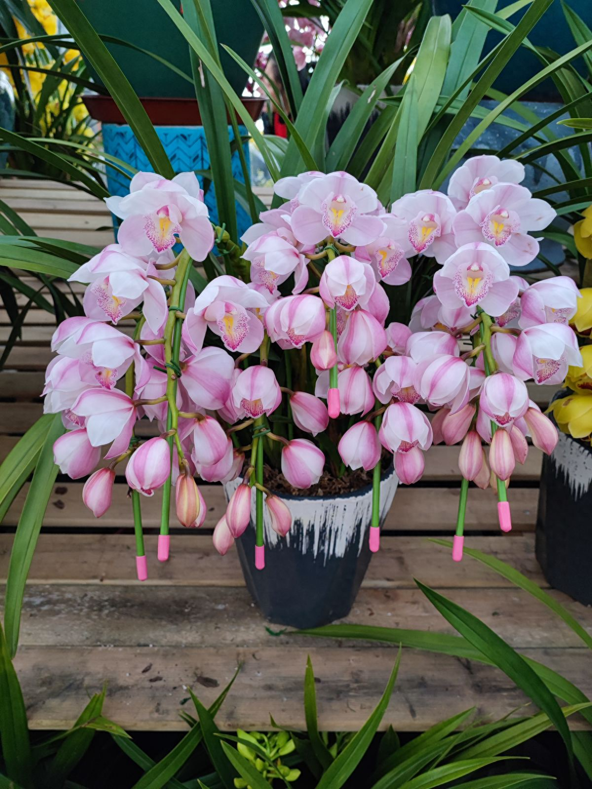 开花就有“财源”到3种“招财花”,旺运又招财,日子越过越好
