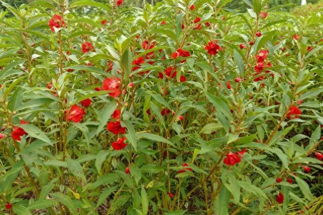 急性子凤仙花一株凤仙花