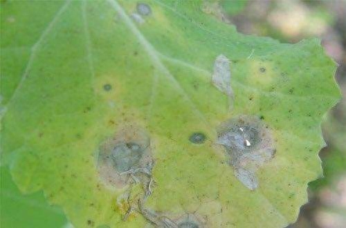 草珊瑚、接骨金粟兰的使用方法