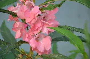 凤仙花的花语植物百科