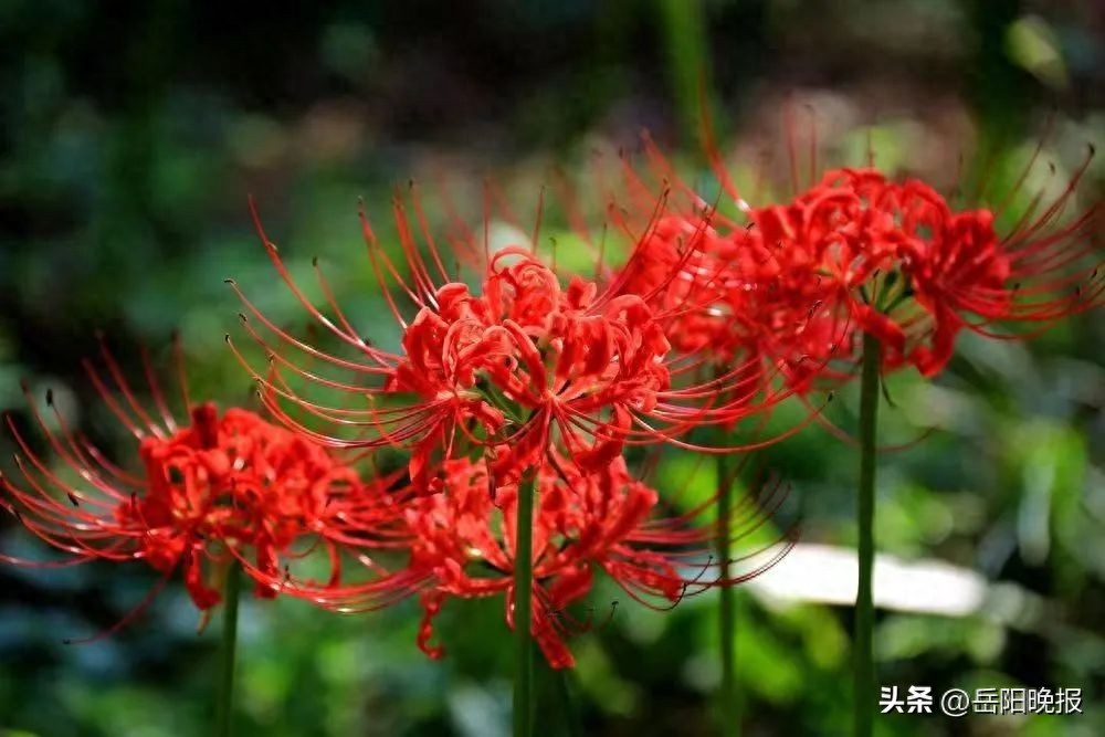 这种花正在盛放，岳阳市民观赏得抓紧缤纷石蒜花，