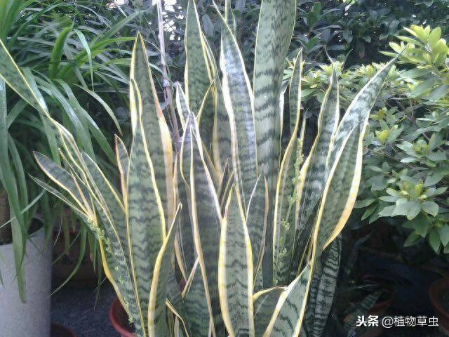虎皮兰可以放在卧室养，这些绿植真能吸甲醛！