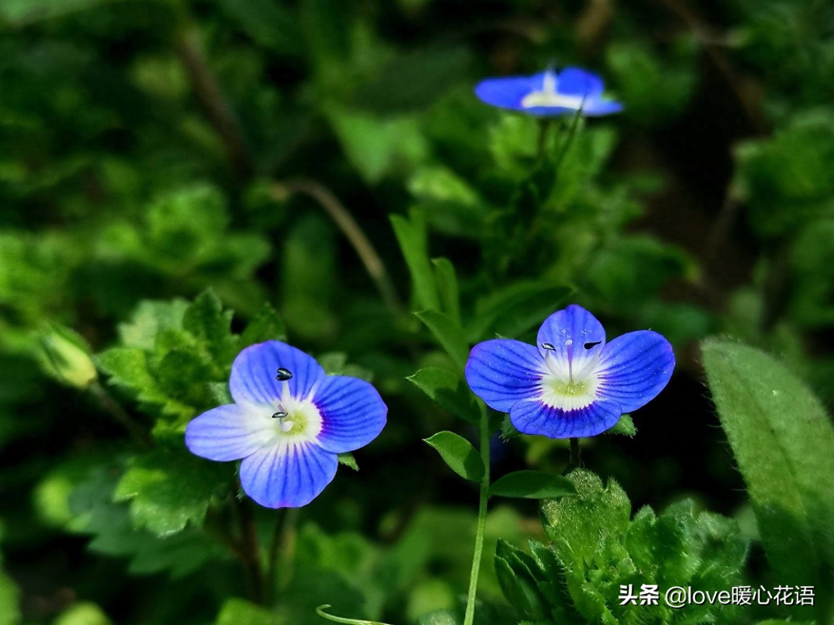 让鲜花承包你的生活鲜花种类、
