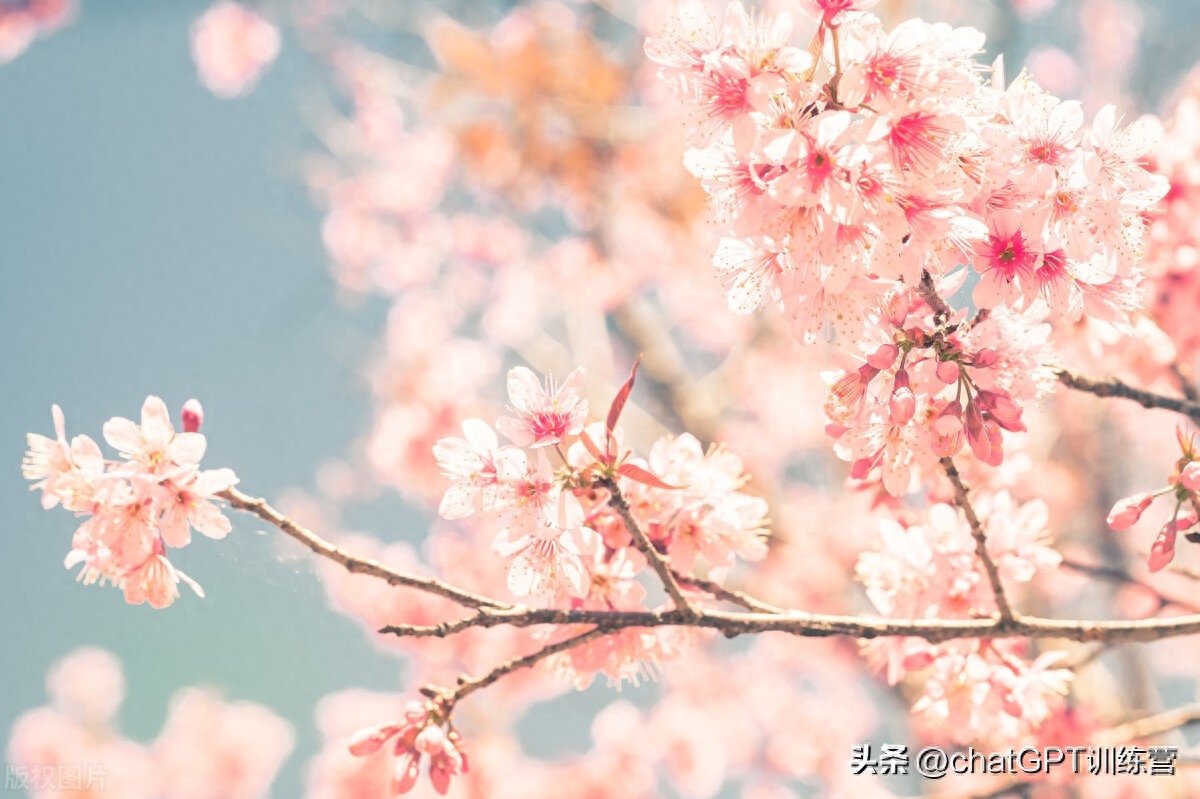 100种花语，送花再也不用愁了花语大全 |