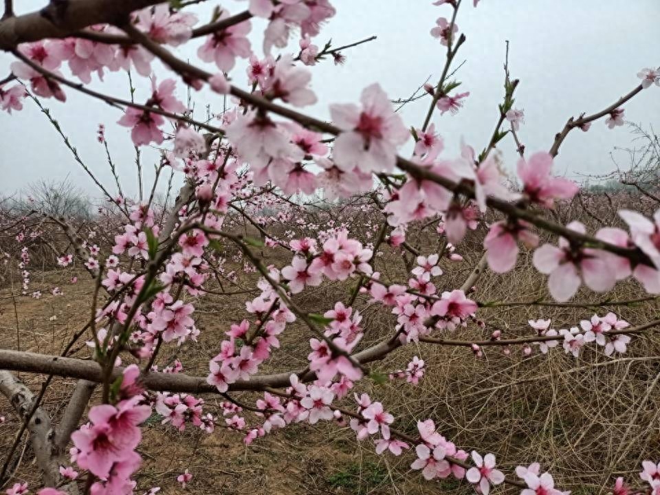 青未了|桃花等两首