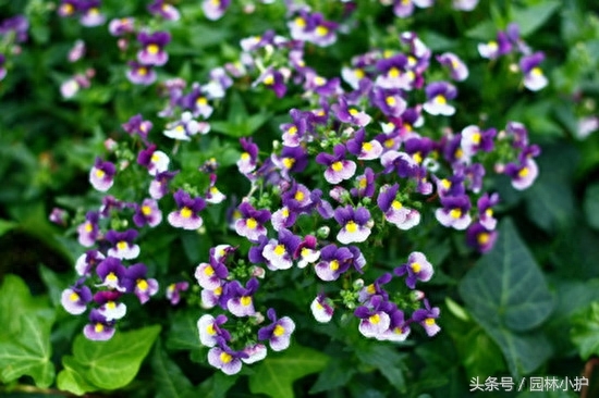 扔一把种子就爆盆的6种花,花期长,有香气!