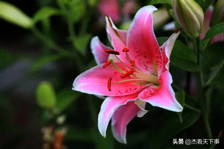 50种花卉配50首古诗，花有清香，诗有音韵