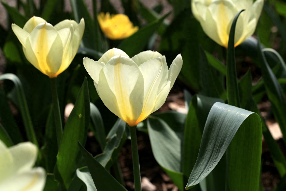 郁金香——学名:Tulipa gesneriana L.关于郁金香,你可能不知道的一面