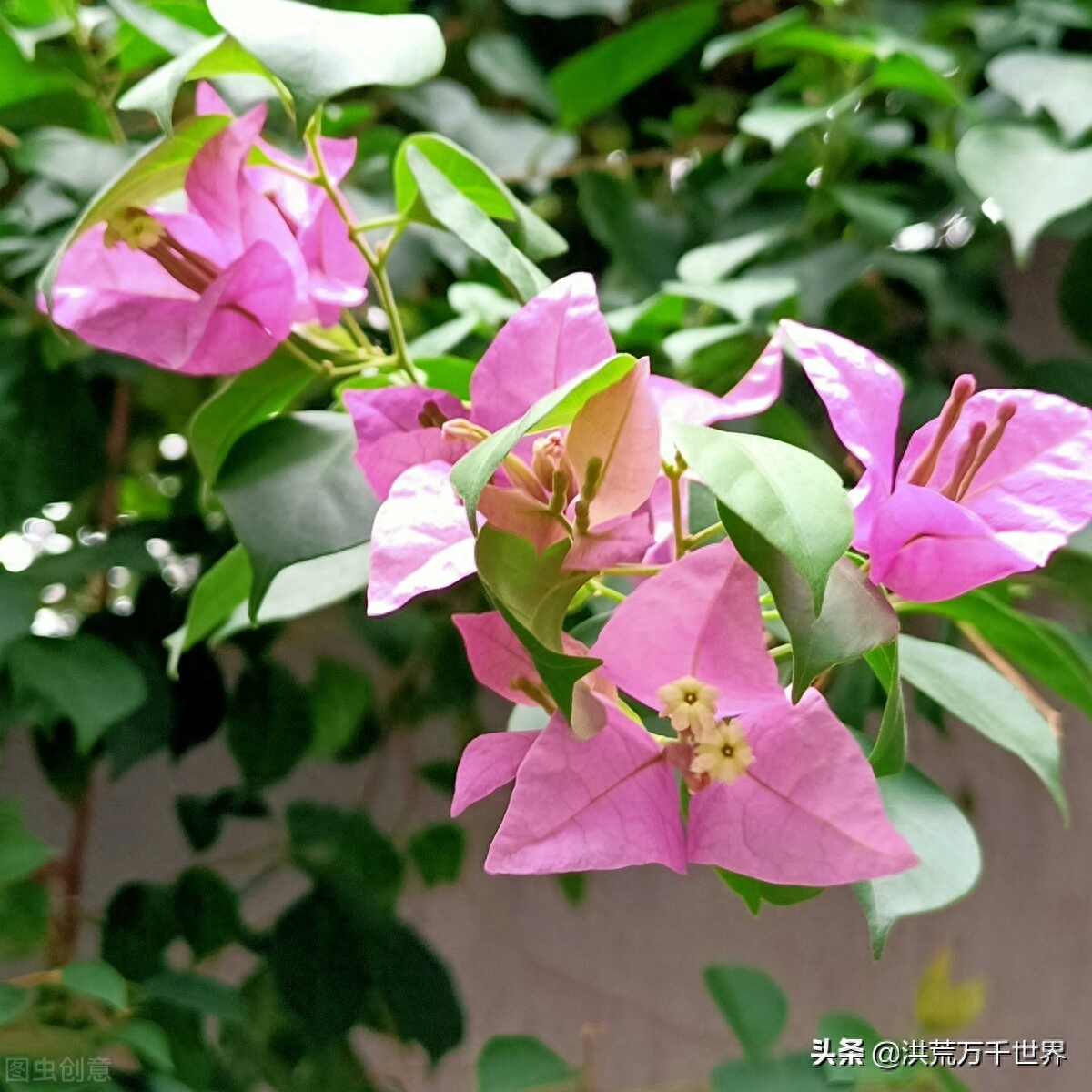 世界罕见的奇花，超乎你的想象