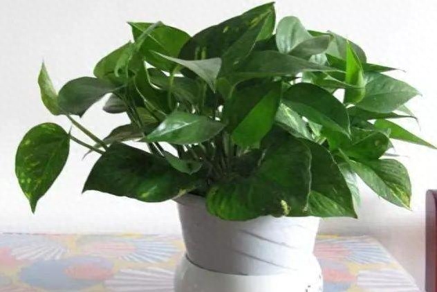 绿植真能吸甲醛！养这4种“植物”很合适，能“吸甲醛”