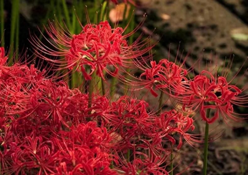 奇花异草之奇花,彼岸花被称之为“鬼花”