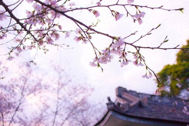 春之曲|桃花在三月飘香,让我的思念疯长立春日 大漠边缘桃花开