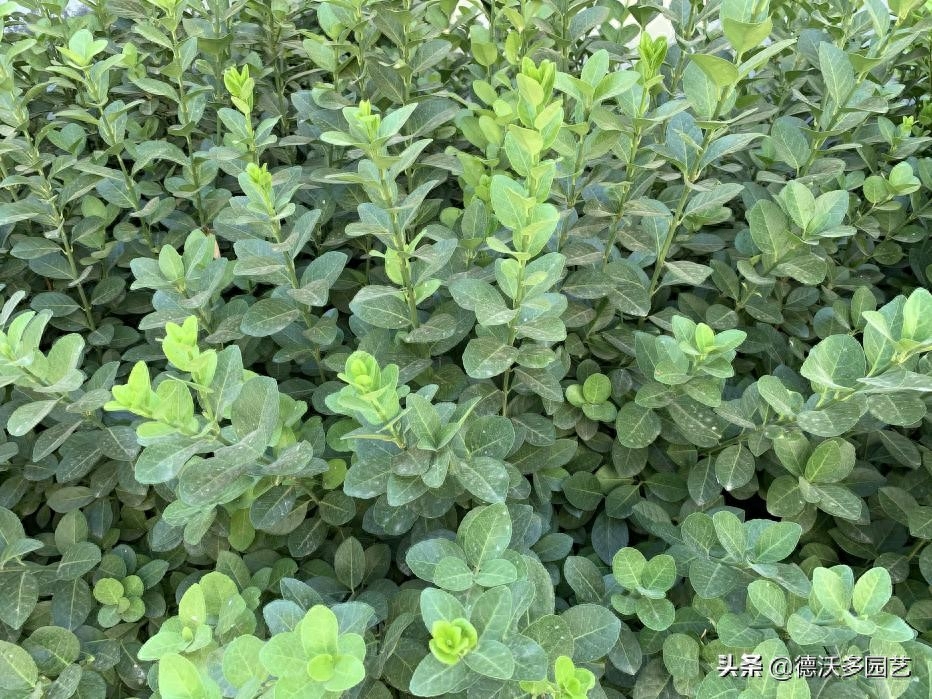 不叫冬青,不叫黄杨,绿化带里的植物到底叫啥