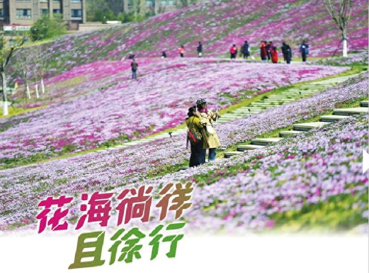 最大规模“福禄考花海”盛开 花期至夏天尽可从容打卡一年两次花期