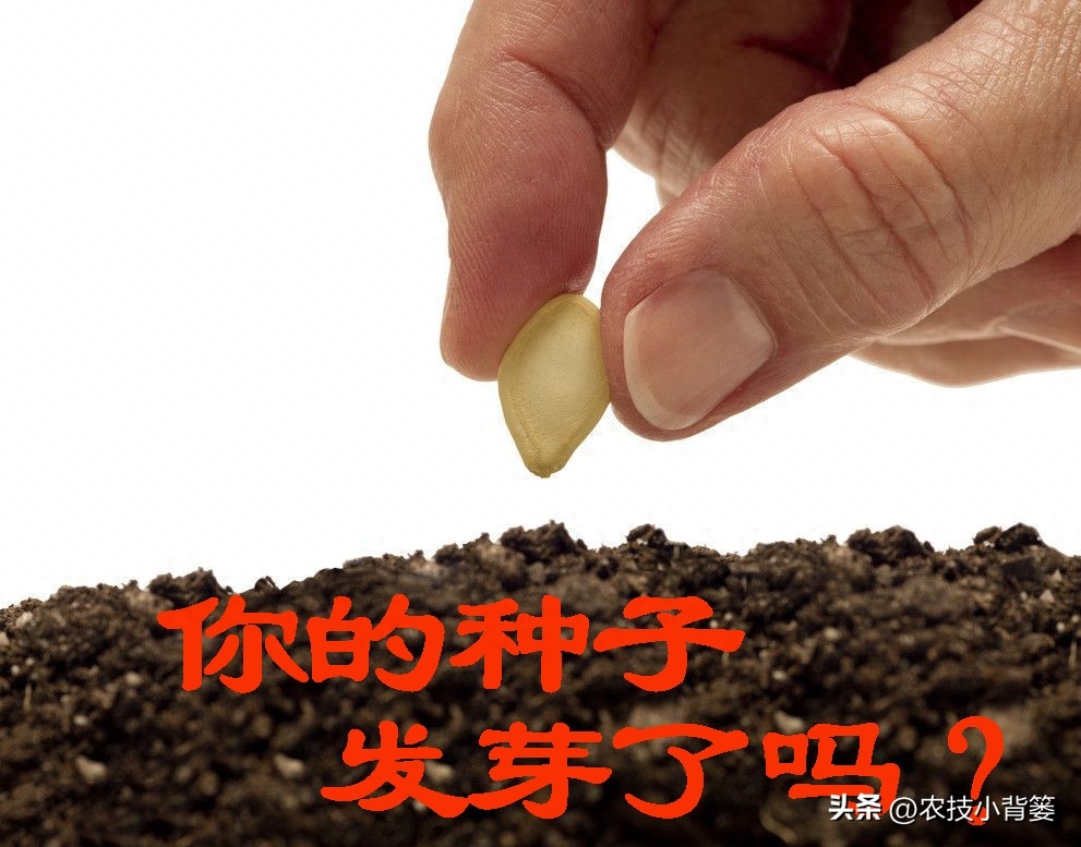 告诉你答案天冷了，少吃红薯土豆多吃它，营养解馋，特省事