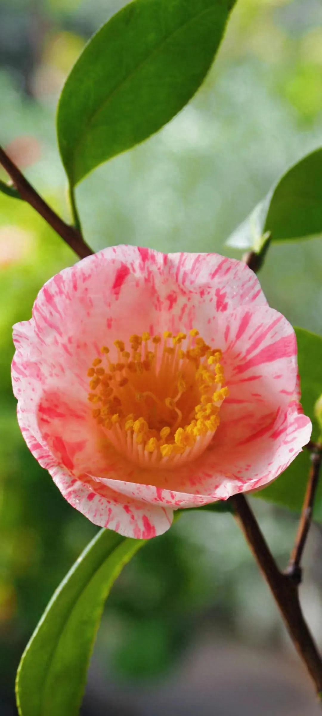 “无论岁月如何流转,始终迷人”-山茶花浅说花语之茶梅和茶花