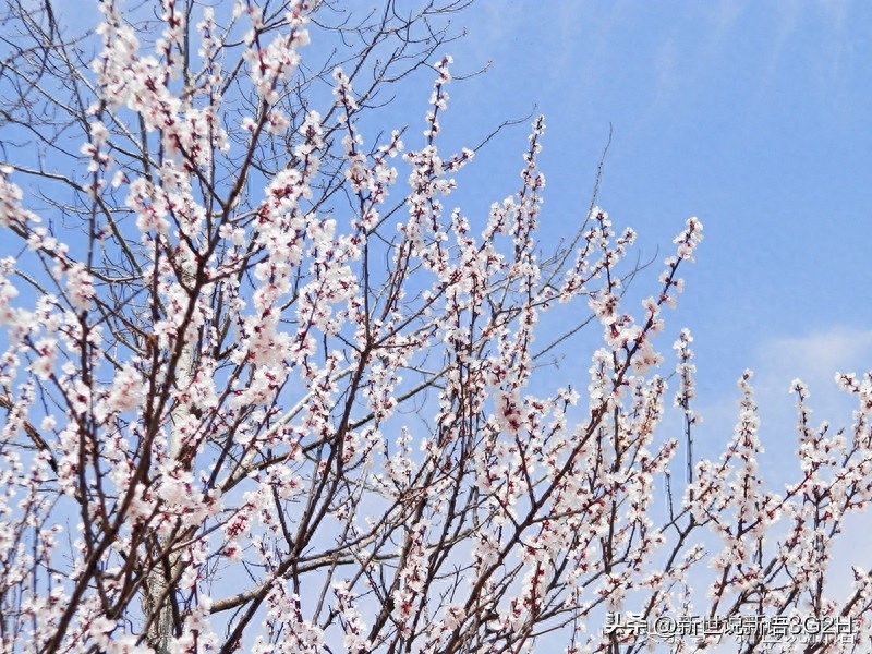 1995年3月1日 散文：山桃花来桃花堤，赴一场春日之约