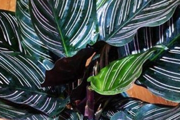 孔雀竹芋的养法孔雀竹芋怎么浇水