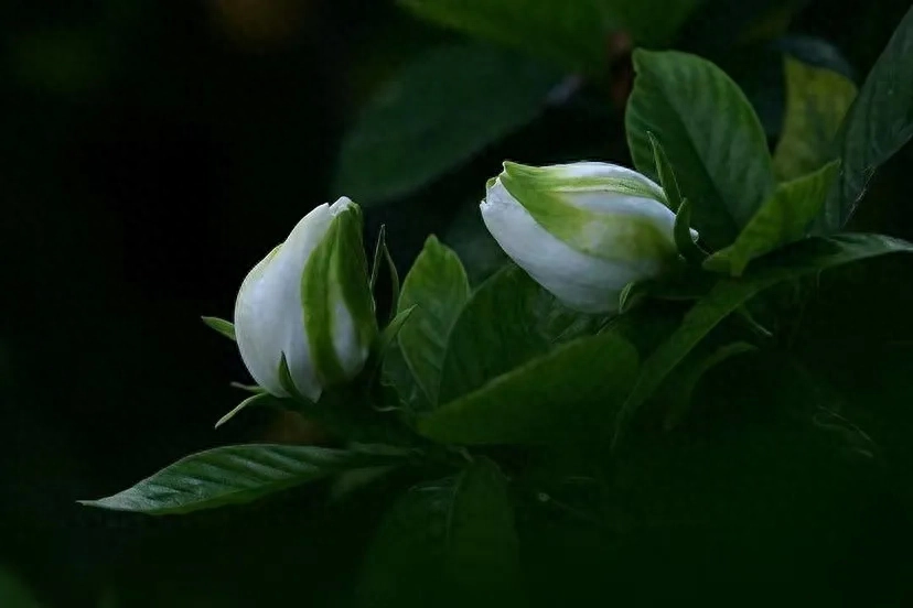 栀子花开，香似故人来栀子花缺这三样