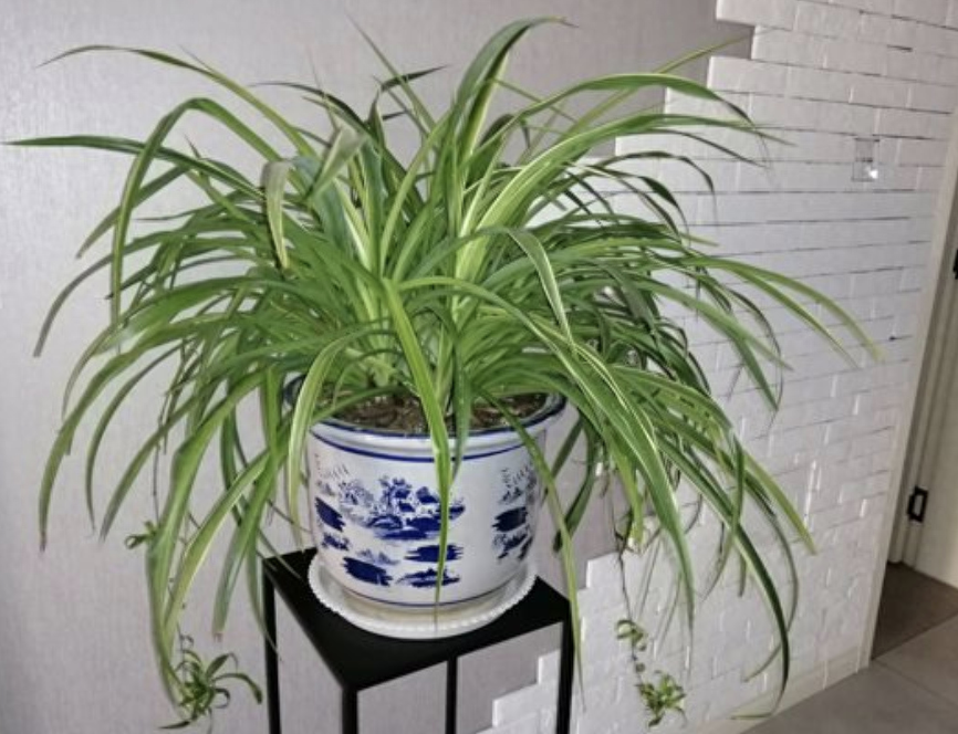 3种花可以养，吸甲醛又“杀菌”，吊兰堪称植物界中的吸甲醛之王