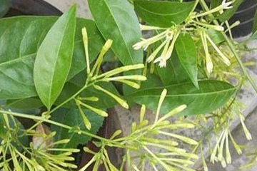 夜来香的养护方法夜来香种植方法及注意事项