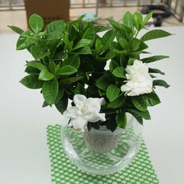 栀子花就是“醋坛子”，叶子油绿满花芽栀子花有“3多”