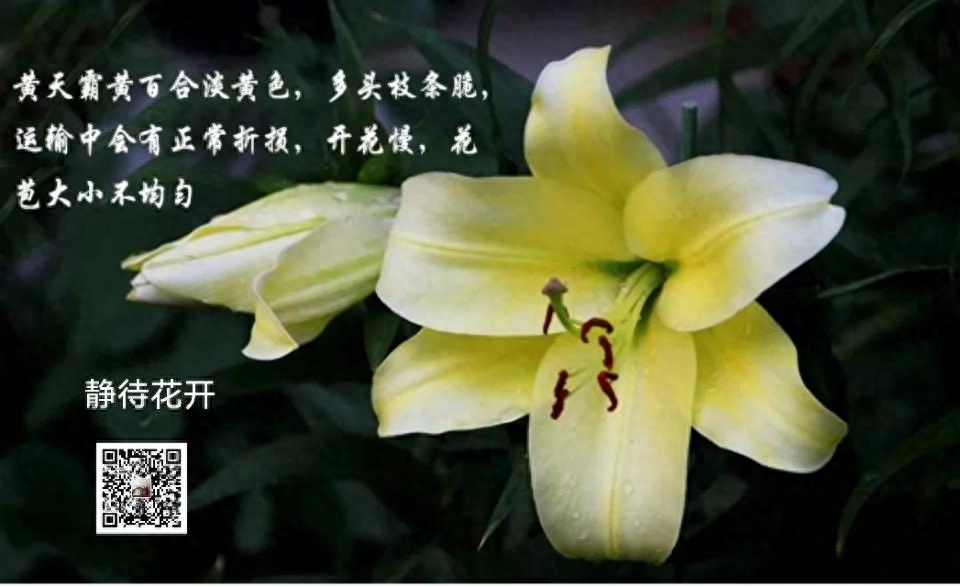 百合花花语及养护每种花代表不同的花语,玫瑰象征爱情