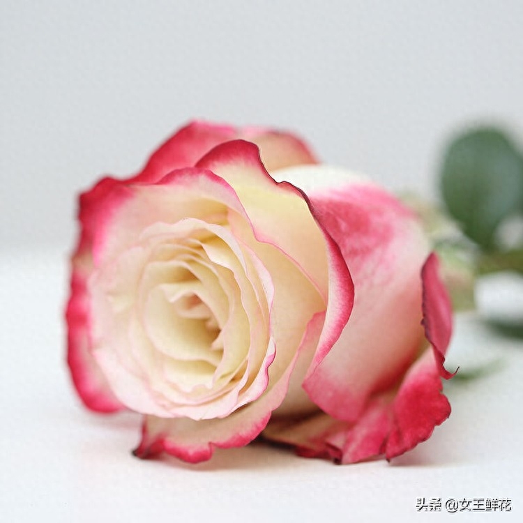 百花百语是百爱，一百种花一百种花语有一种花，叫百合花，它的花语是：百事合意！