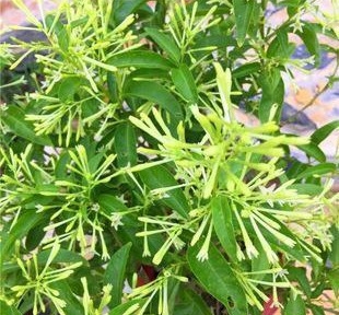 夜来香养殖要做好哪些管理才会开花爆满