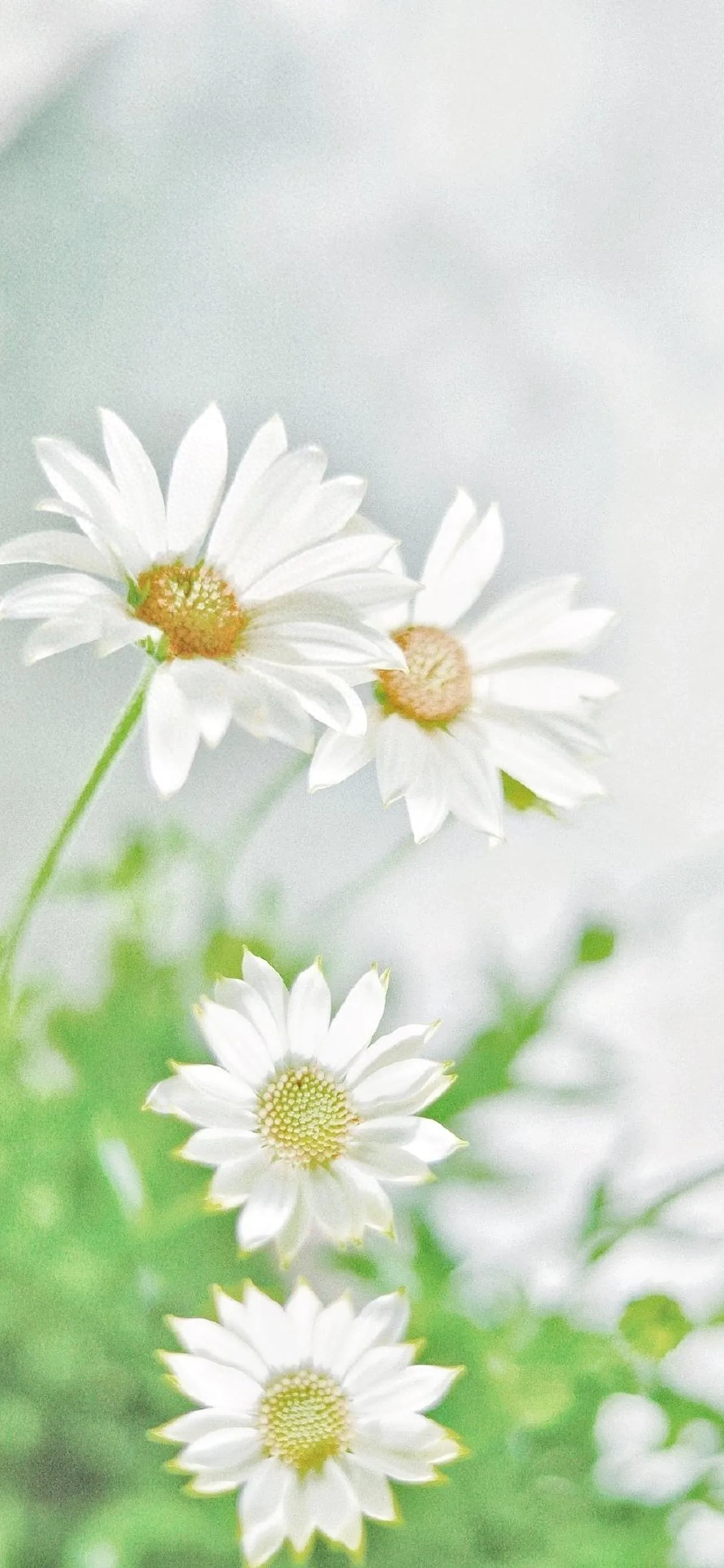 高清壁纸——清新淡雅雏菊治愈系美图：清新淡雅小雏菊