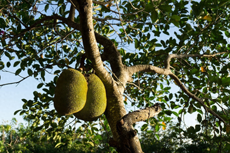 菠萝蜜果树不难种，按这3点来种植，果树5年就结果在家怎么种菠萝