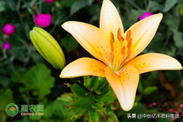 水仙百合花语是什么