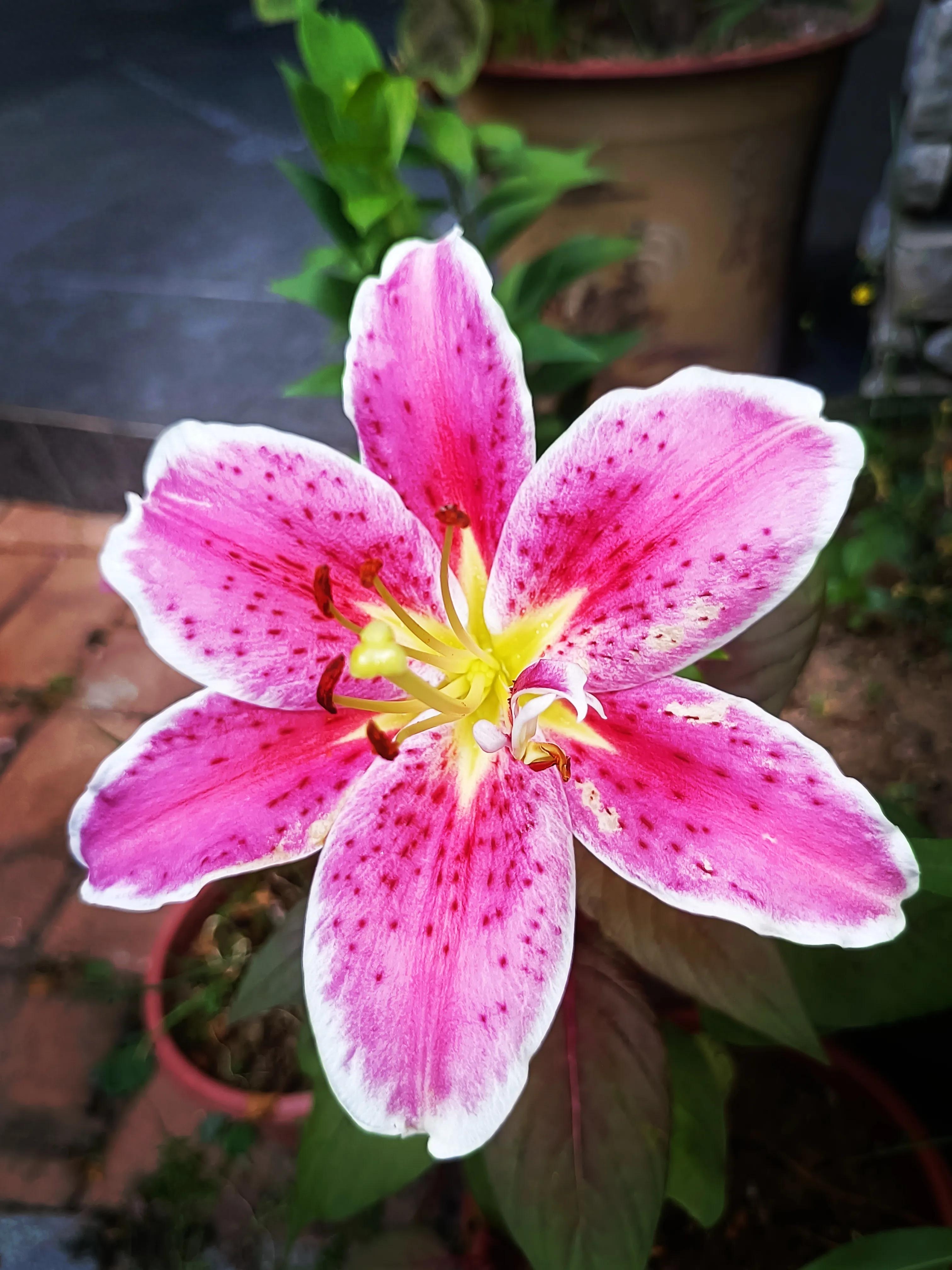 麝香百合花语：纯洁、高贵、百事和合十种花语及寓意