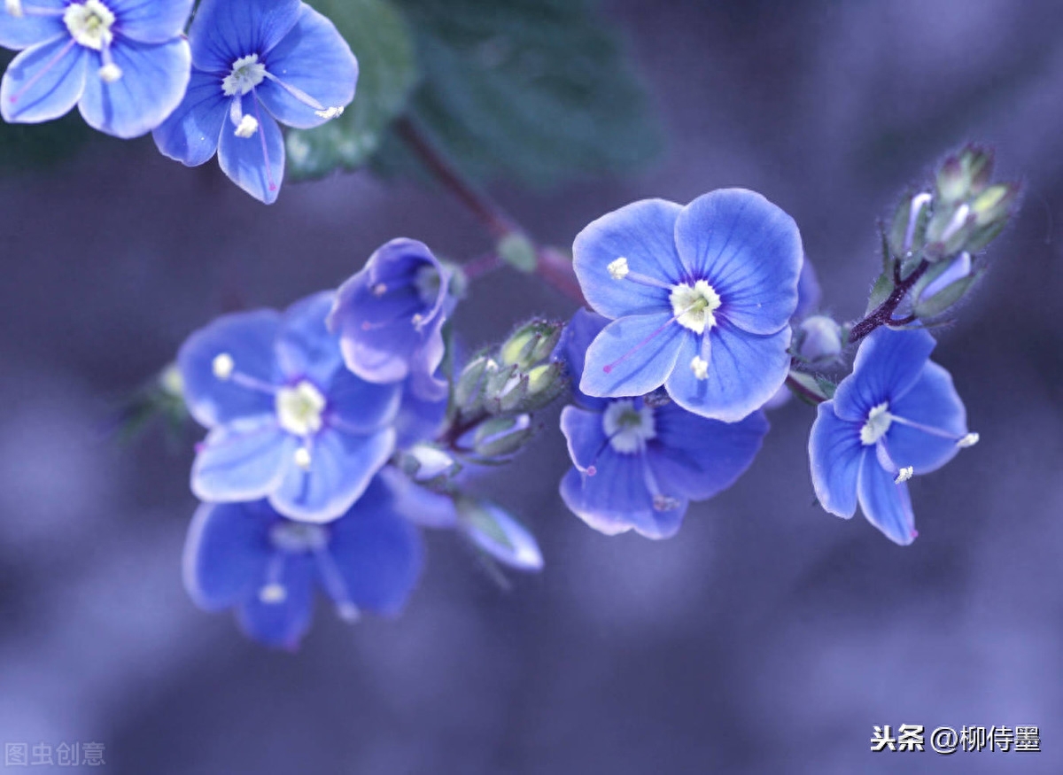 花卉摄影，“花蕊像天线”的婆婆纳怎么拍照