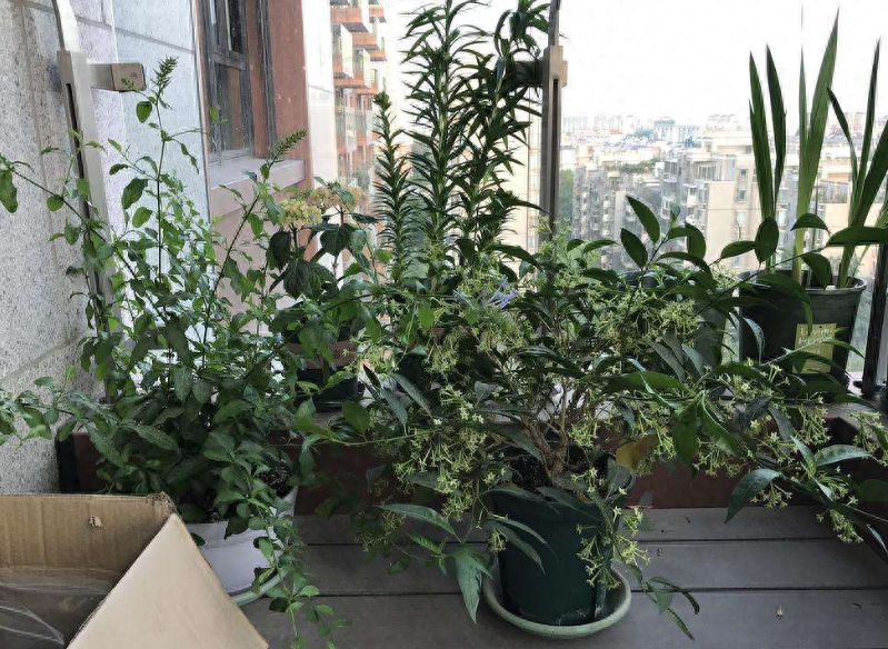 室内盆栽养殖夜来香，管理注意3要点，杀蚊蝇驱蚊夜来香的养殖方法及注意事项