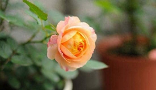 六月夏季伊始,这些盆栽植物正值花期!《2023年市区赏花地图》发布
