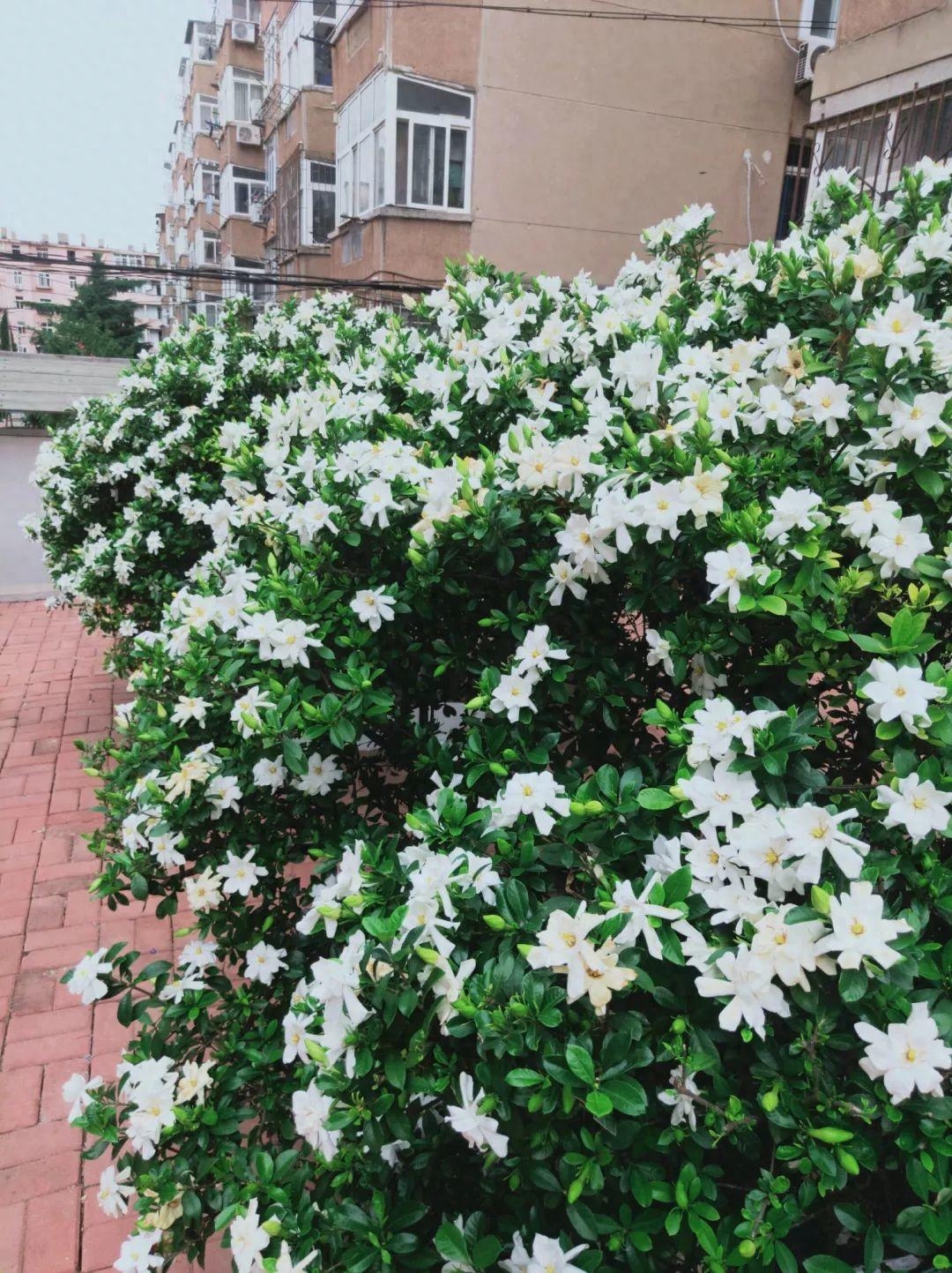 5种花“老花树”,小苗几块钱,能养几十年,越老“越值钱”中药栀子