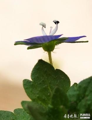 这个花名好特别——婆婆纳，花开靓丽展美姿识花认草：婆婆纳