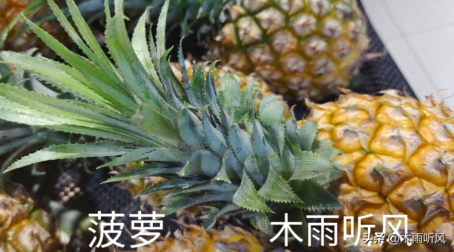 种下一棵苗种只需几秒！徐闻“菠萝的海”背后农业黑科技揭秘