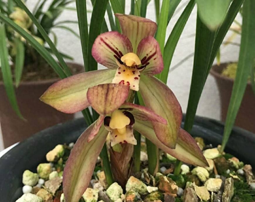 新手养兰花该怎样确定浇水时间