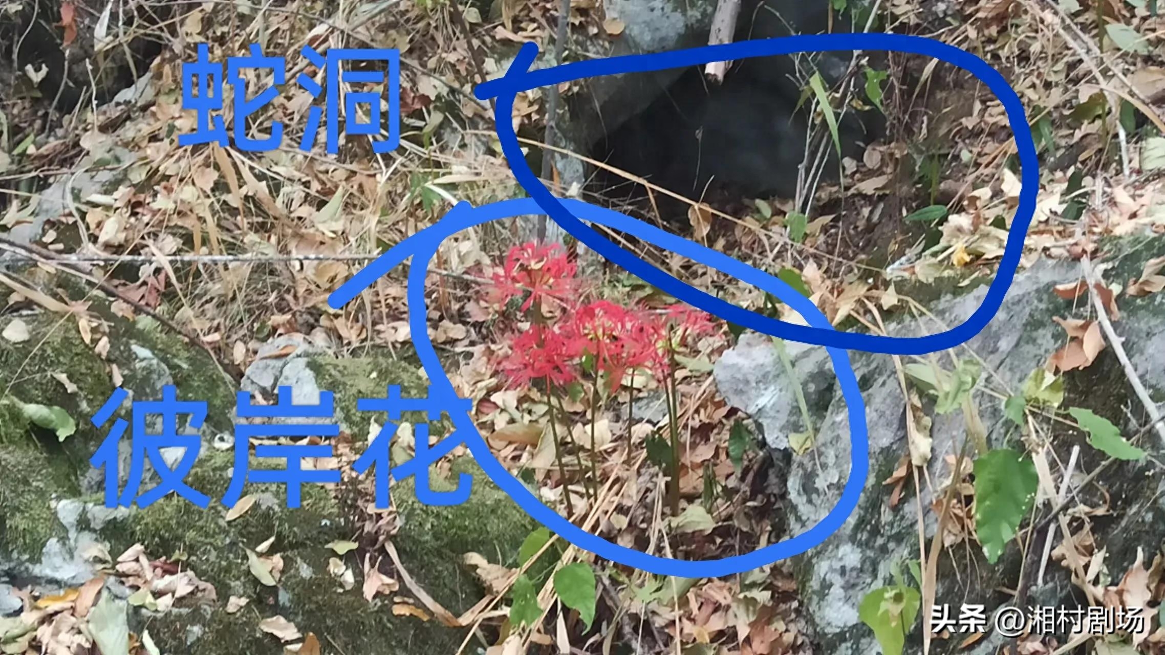 老人说,7种花“不吉利”,家里不能养,养了“坏事多”