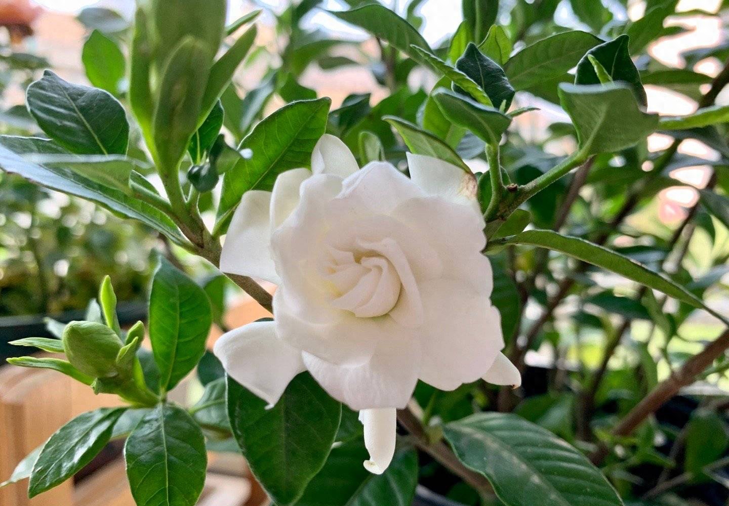 让栀子花开花，有“3个”催花方法，开花时间长栀子花要“这样养”