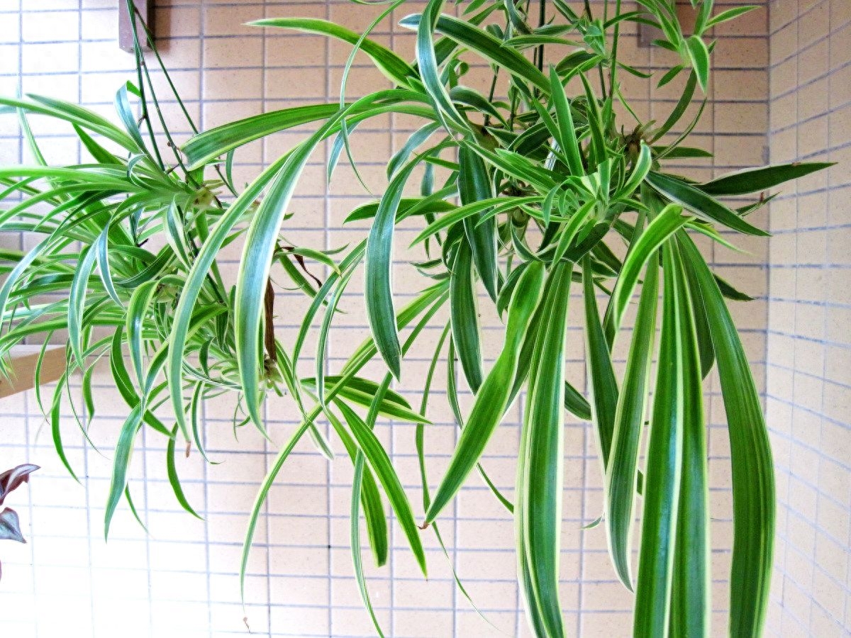 除甲醛最好的植物，聪明人都养这几种去甲醛的好帮手—虎皮兰