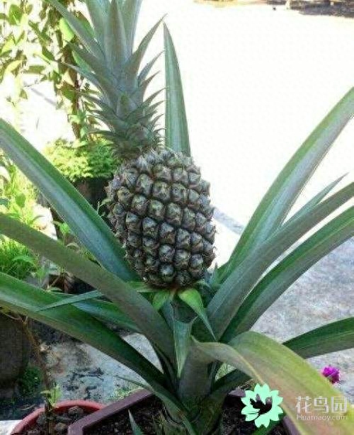 阳台盆栽菠萝,种植的小技巧吃剩的菠萝丢花盆里,7天就冒新芽