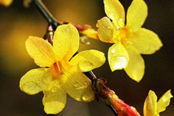 春天里的那些花儿系列之——1.迎春开在诗意春天的迎春花